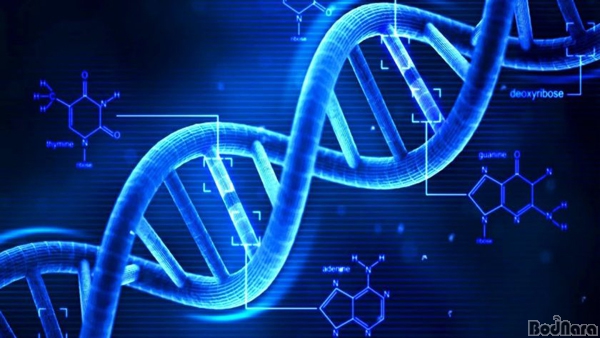 DNA  丮 ϴ   
