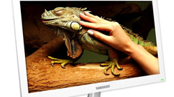 , Ǽ ȭƮ 27ġ LED IPS 
